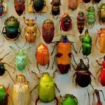 This insect uses oral sex to get what it wants