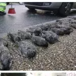 Investigation launched into mysterious deaths of 200 birds