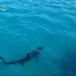 This Kayaker Had An Incredible Encounter With A Giant Shark