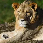 Lion population down to half since release of popular Disney film, 'The Lion King'