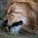 This Lion's Snoring Will Put Any Human's To Shame (Video)