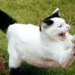 This Little Boy Terrorised A Cat, Who Soon Struck Back!