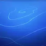 The Longest Creature Ever Discovered Was Found in the Deep of the Australian Coast