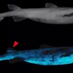 Luminous sharks