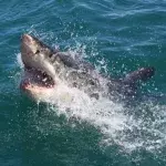 Man caught on camera wrestling shark with his bare hands