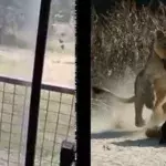 Man Gets Mauled by Lions After Scaling 20ft Zoo Enclosure