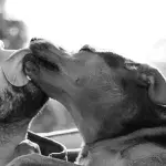 A Man Passed Away After His Dog Licked Him