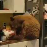 Man shocked to find bear in his kitchen eating from his KFC bucket