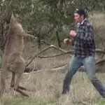 Man v Roo