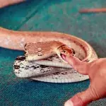 Man Vs Snake