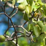 Manchineel Tree