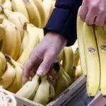 Many people have found some 'surprises' in their bananas in the past