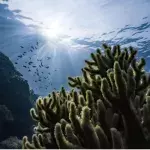 Massive 'blue hole' discovered in the heart of the Great Barrier Reef