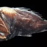 Meet the abyssal fishes, terrifying creatures of the deep