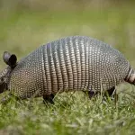 Meet the armadillo, an animal with an oversized penis