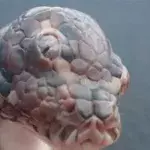 Meet Monty Python, the three-eyed Australian snake!