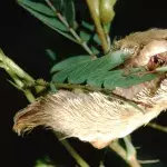 Meet the puss caterpillar, as cute as it is dangerous