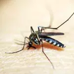 Mosquito bites