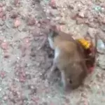 'Murder' hornets are devastating populations in the U.S. 