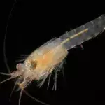 A new shrimp species was discovered... in the middle of London