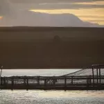 NGO reveals shock investigation into Scottish salmon industry