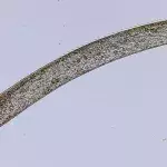  One Of The Fastest Creatures In The World Could Also Be One Of The Smallest