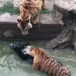 Onlookers Outraged as Donkey Gets Mauled by Tigers at a Chinese Zoo