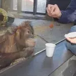 Orangutan