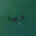 Orcas
