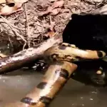 Panther vs anaconda