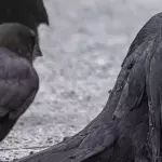 Photographer finds crow taking... an ant bath