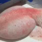 Pink shark left fishermen bewildered