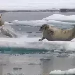 Polar bear hunts seal