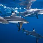 Police finds pool of sharks swimming around a Christmas tree in someone’s living room