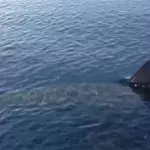 This previously unknown shark left researchers in shock when they looked at its head