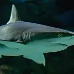 Prey becomes predator: Unsuspected animal attacks sharks