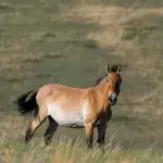 Przewalski's horse