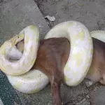 Python eating dog