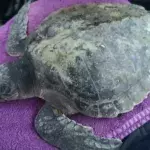 Rare, endangered sea turtle washes up on Welsh beach