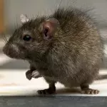 Rat