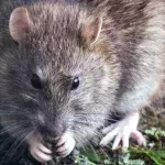 Rats and humans have this funny thing in common