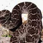 Rattlesnake