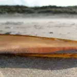 Razor Clam