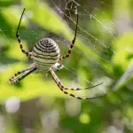 A real life version of the spider from harry potter has been discovered 