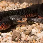 Red-Bellied Snake 