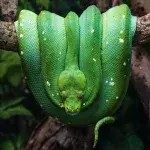 Researchers have discovered a prehistoric snake that could walk