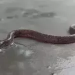 Researchers Recently Found and Took Video of a Rare Two-Headed Wolf Snake