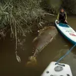 River Monsters: Giant Tuna Discovered by Kayakers on River Severn