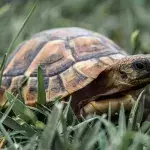 Runaway tortoise that was lost for a year found just half a mile from it’s home