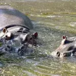 Runny-nosed hippos test positive for Covid-19